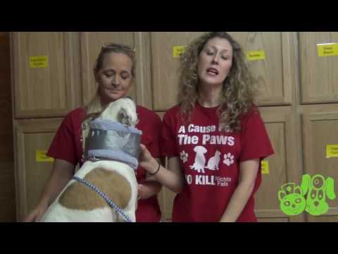 Homemade E-Collar for Dogs - P.E.T.S. Clinic - Wichita Falls, Texas