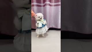 cute dog viral video | chintu dog reels | funny and cute Pomeranian | #shorts #trending screenshot 3