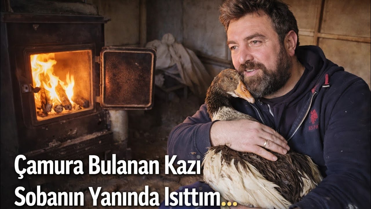 ÇİFTLİKTE ZOR BİR GÜN!DİŞİ ÇORUM KAZIMI SON ANDA KURTARDIM🤲#kümeshayatı #gerçekler 