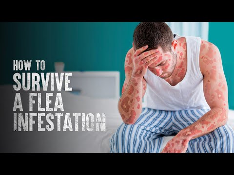 Video: Bagaimana Menghancurkan Rumah Fleas