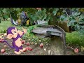 Curious Tots: How Apple Juice is Made | Fun educational documentary videos for toddlers & kids
