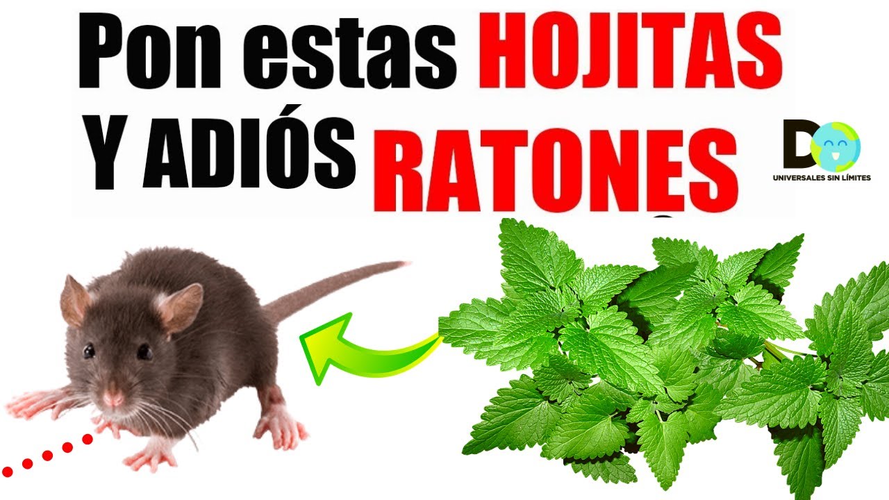 Trampas de ratones