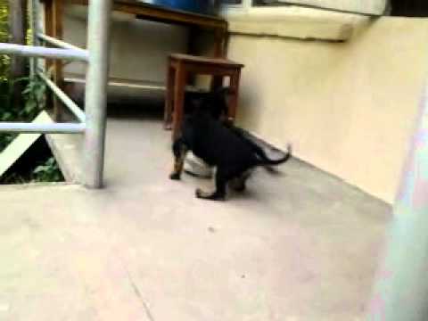 ლაქი და ლედი