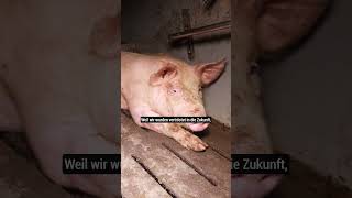 Direkt vorm Schweinestall: Hier leiden Schweine auf "Vollspaltenboden NEU" #tierschutz #österreich