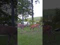 He Kicked the Baby… Big Mistake 🦌💥 #shorts