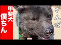 【甲斐犬繁殖屋崩壊】僕ちんくん散歩のお勉強！