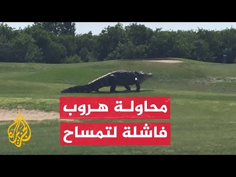 فيديو: السفر مع حيوان أليف إلى هاواي