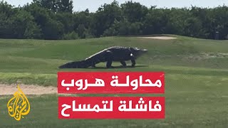 شاهد| لحظة هروب تمساح عملاق من متنزه طبيعي بولاية فلوريدا الأمريكية
