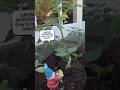 Tomato Planting Part 2 #garden #gnomes #fairygardens #gnome ##gnomesgarden #tomato