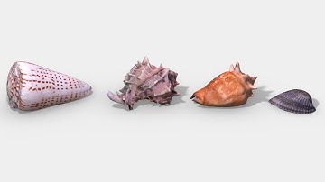 Seashells - 3D Photoscanned PBR