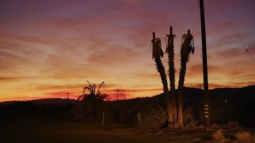 Three Dry Palm Trees Stock Video