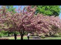 Azumino Koen Spring 2024