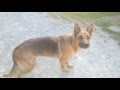 The beauty of german shepherd