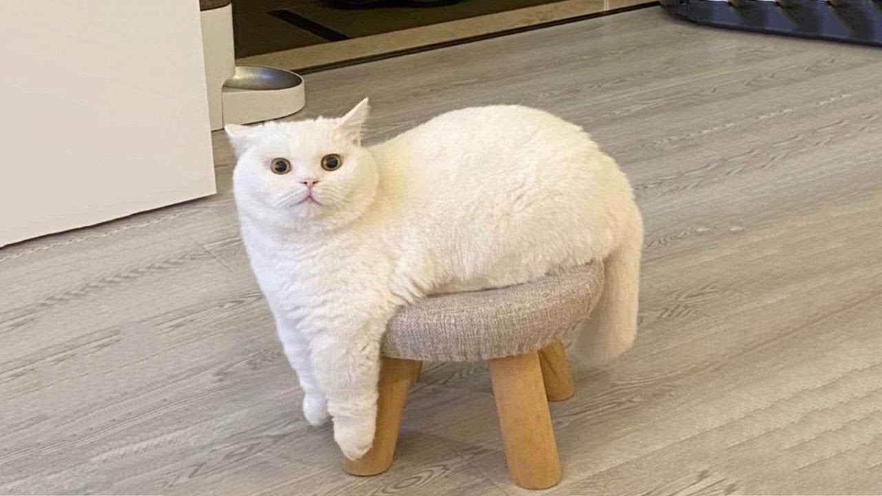 Try Not To Laugh 🤣 New Funny Cats Video 😹  Part 24