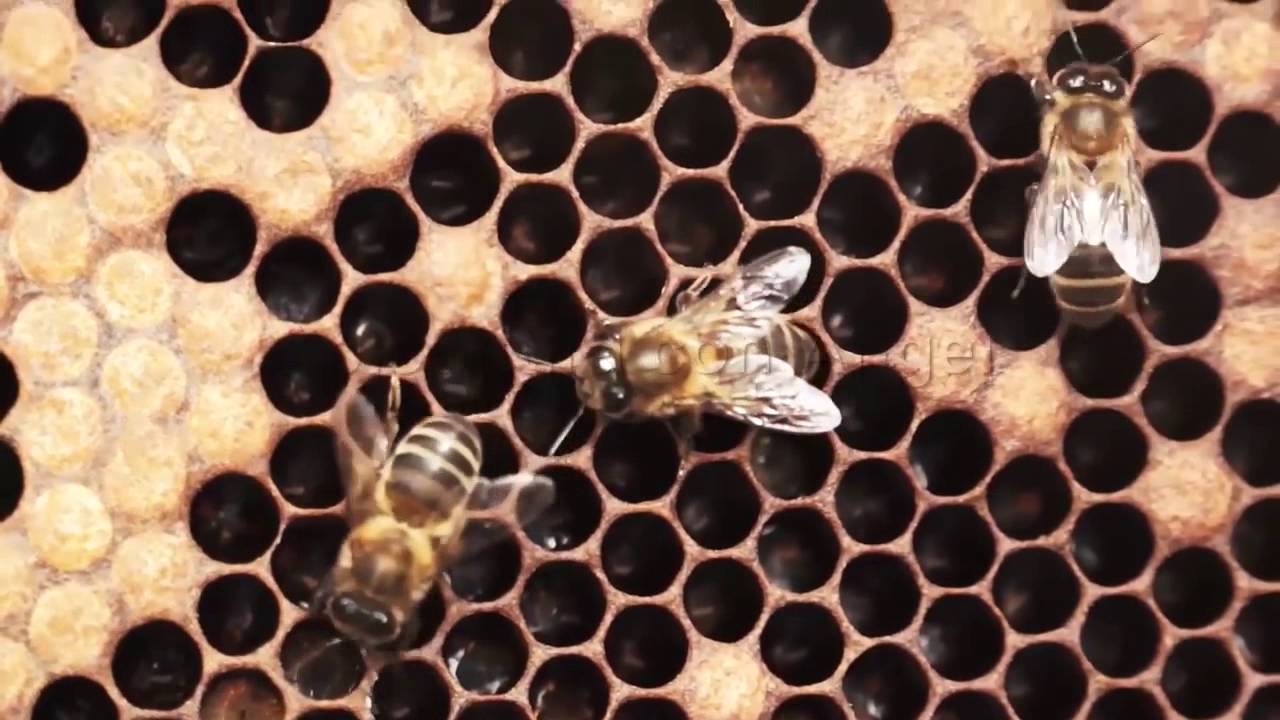 polinizacion Un Mundo de Polinizadores