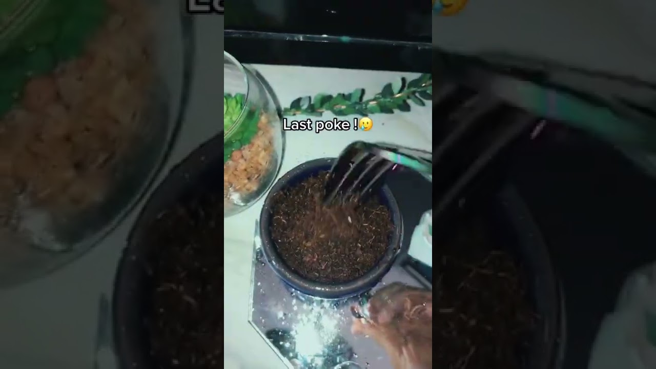 Meditation |  It’s so tiny 🥺 