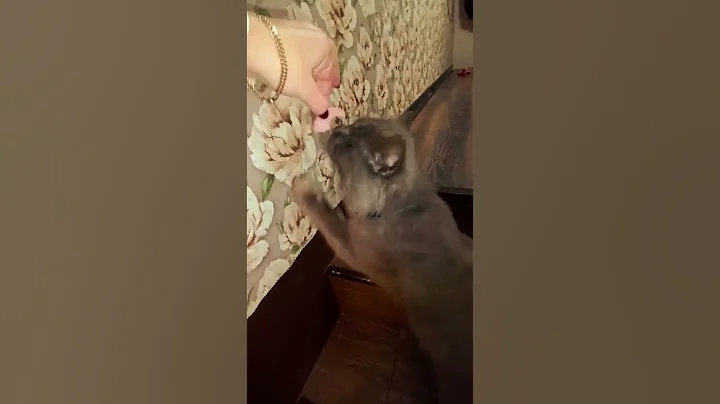 Video 11520311: sphynx cat bath, bathing reaction