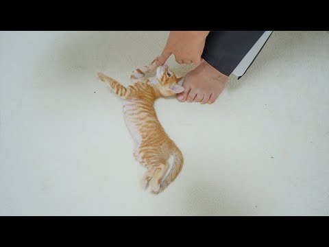 What a Kitten Does <strong>Only</strong> When It&amp;#39;<strong>s</strong> Happy to See Its Owner
