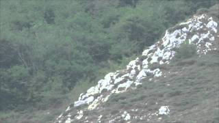 Oso Pardo (Somiedo y Laciana, Cordillera Cantábrica)