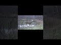 Whitetail Buck