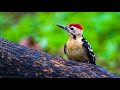 Bird Photography with NikonD7500 and AF-P NIKKOR 70-300mm F/4.5-5.6E ED VR