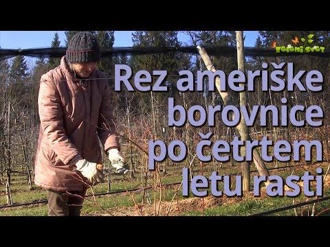 Video: Težave z gojenjem borovnic - moje borovnice imajo zrnato teksturo