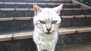 顔見るなり向かってくる野良猫と再会した結果
