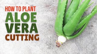 How To Plant Big Aloe Vera From A Cutting