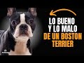 🐶 VENTAJAS Y DESVENTAJAS DE TENER UN BOSTON TERRIER