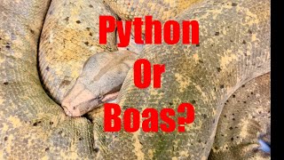 Which is Generally  a Better Pet Species, WHY? by New England Reptile 2,648 views 3 days ago 58 seconds