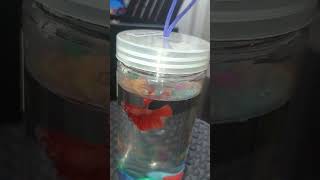 Tinny Fish Aquarium || Lucky Fish || Maroon Color Fish #pkhomes #shorts