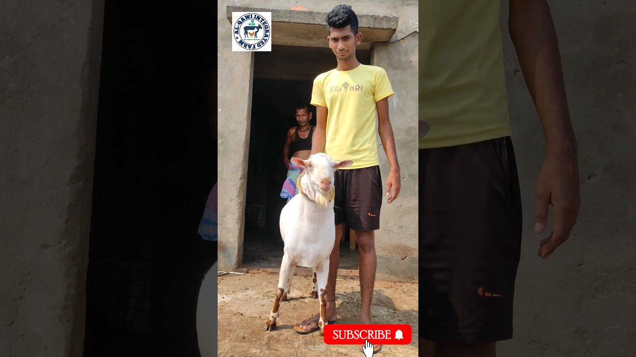 Top Quality Barbari Breeder goat 