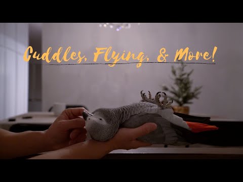 Smokey Flies in Our New Home!