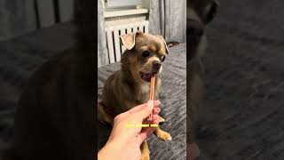 Внимание на мордашку в конце 🤣 #собака #chihuahua #чихуахуа
