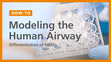 How to Model the Human Airway at the Air-Liquid Interface: Differentiation of HBECs