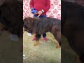 Huge Tibetian mastiff