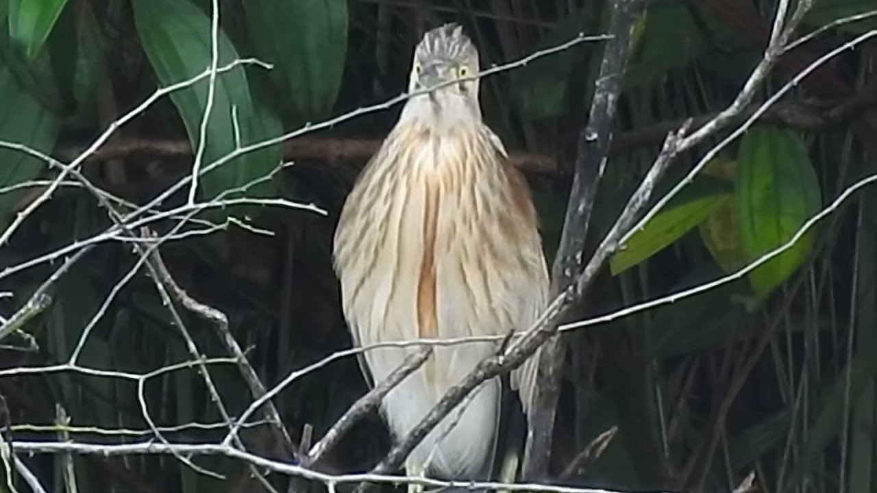 Yellow Bittern juvenile
