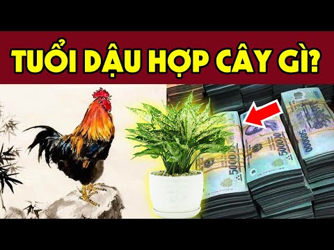 Người Tuổi Dậu Nên Chọn Cây Phong Thủy Nào Để Tiền Bạc, Tài Lộc Phất Mạnh?