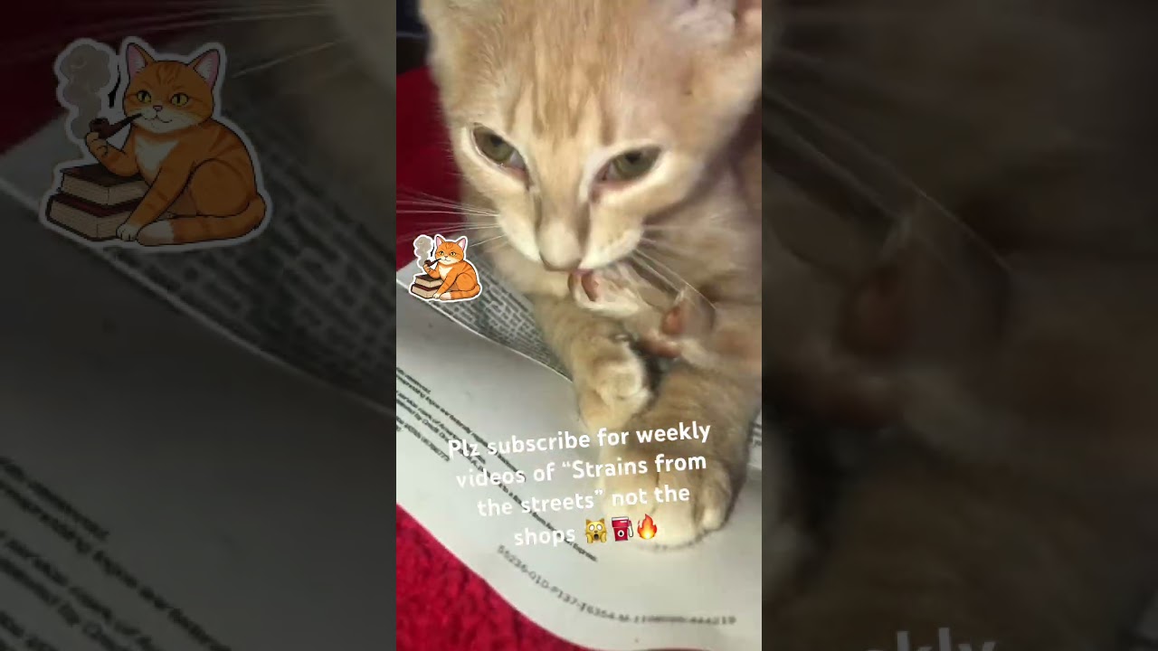 Starting a channel reviewing the strains that are on the streets…subscribe 