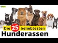 Top 25 - Die beliebtesten Hunderassen