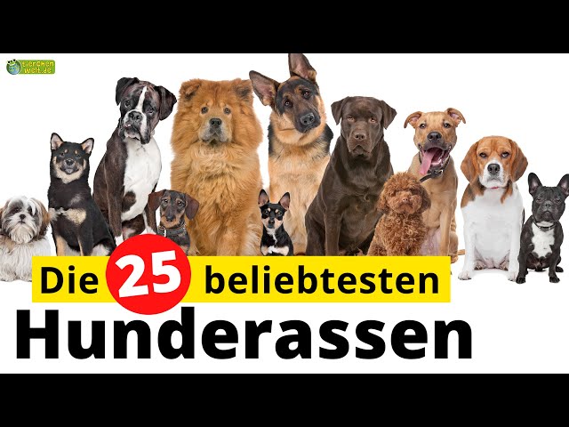 Entdecken Sie die süßesten Hunde Rassen! 3 sddefault