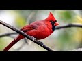 Kicau burung liar si merah cantik Northern cardinal