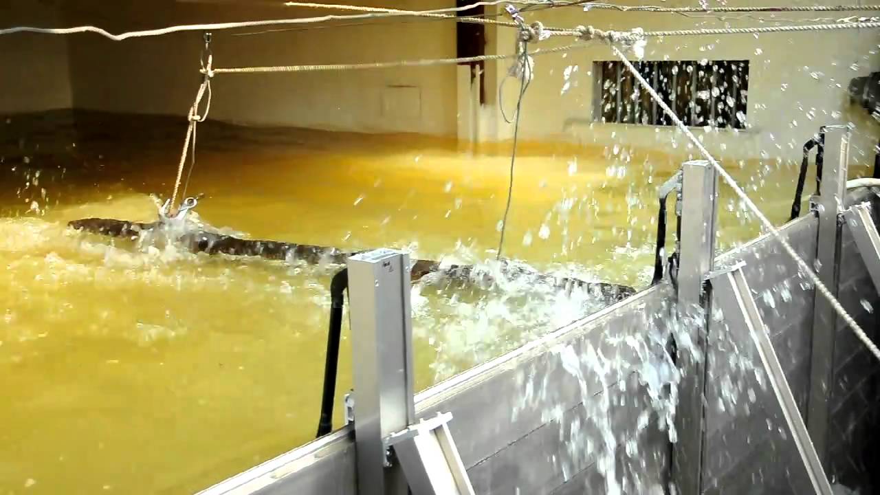 海龍王鋁合金防水閘門台北桃園新竹嘉義台南 衝擊試驗flood Defences Aluminium Flood Gates Crash Test Youtube