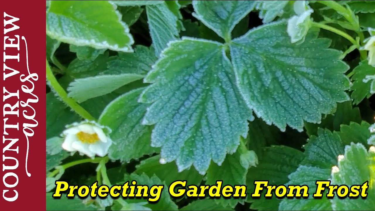 Late Frost Hits Garden, we need to protect the plants - YouTube