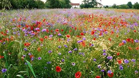 القارئ موسى بلال  سورة المزمل   Surah Al-Muzzammil Musa Bilal