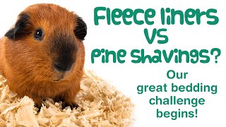 PINE BEDDING vs FLEECE LINERS for GUINEA PIGS | Which Is BEST? | Pine Wood Shavings PROS & CONS