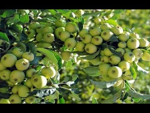 إنتاج شجرة التفاح لهذه السنة ماشاء الله Apple Tree Production Youtube