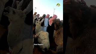 Walk In Camel Market Buraydah Saudi Arabia