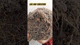 Sadabahar plant roots bound #song #plants#shortsfeed #viralvideo#bestvideo #planttalk #youtubeshort