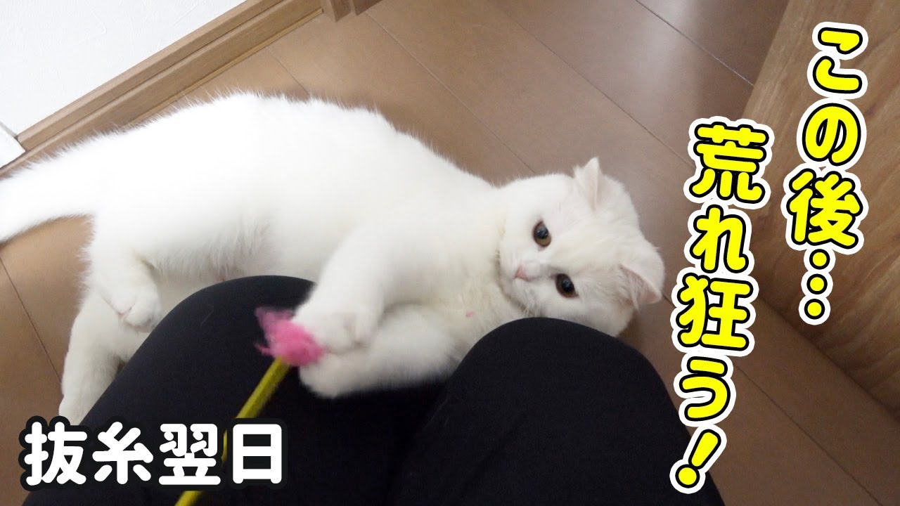 ストレス発散!? 全力で久しぶりの猫じゃらしを楽しむ猫！ - YouTube